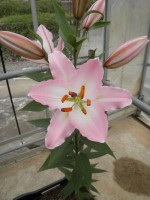 [1807 Obsession No01.JPG]